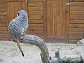 minizoo 34